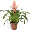 Vriesea (Vriesea 'Intenso Salmon') D 12 H 45 Cm 2 Vriesea (Vriesea 'Intenso Salmon') D 12 H 45 Cm -Groene Bloom Winkel 8720196750849