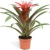Guzmania (Guzmania 'Libby') D 9 H 30 Cm -Groene Bloom Winkel 8720196750863