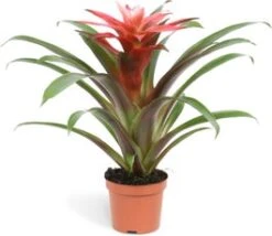 Guzmania (Guzmania 'Libby') D 9 H 30 Cm
