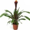 Guzmania (Guzmania 'Rockyflower Akabar') D 12 H 45 Cm 1 Guzmania (Guzmania 'Rockyflower Akabar') D 12 H 45 Cm -Groene Bloom Winkel 8720196750948