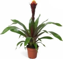 Guzmania (Guzmania 'Rockyflower Akabar') D 12 H 45 Cm