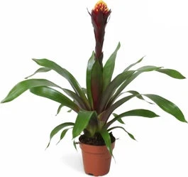 Guzmania (Guzmania 'Rockyflower Akabar') D 12 H 45 Cm 3 Guzmania (Guzmania 'Rockyflower Akabar') D 12 H 45 Cm