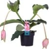 Medinilla (Medinilla Magnifica) D 17 H 55 Cm 2 Medinilla (Medinilla Magnifica) D 17 H 55 Cm -Groene Bloom Winkel 8720196751211