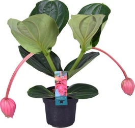 Medinilla (Medinilla Magnifica 'Flamenco') D 17 H 55 Cm 3 Medinilla (Medinilla Magnifica 'Flamenco') D 17 H 55 Cm