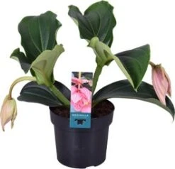 Medinilla (Medinilla Magnifica 'Pinatubo') D 17 H 40 Cm