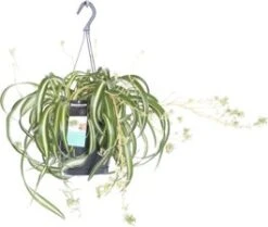 Graslelie In Hangpot (Chlorophytum Comosum 'Bonnie') D 17 H 35 Cm