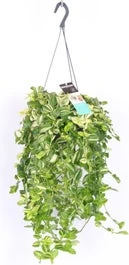 Vaderplant In Hangpot (Tradescantia 'Yellow Hill') D 17 H 40 Cm