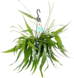 Bladcactus In Hangpot (Epiphyllum Pumilum) D 17 H 35 Cm 3 Bladcactus In Hangpot (Epiphyllum Pumilum) D 17 H 35 Cm