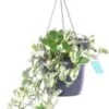 Drakenklimop In Hangpot (Epipremnum Pinnatum 'N'Joy') D 17 H 40 Cm -Groene Bloom Winkel 8720196752256