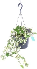 Drakenklimop In Hangpot (Epipremnum Pinnatum 'N'Joy') D 17 H 40 Cm
