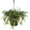 Hazenpootvaren In Hangpot (Humata Tyermannii 'Bunny') D 17 H 35 Cm -Groene Bloom Winkel 8720196752300
