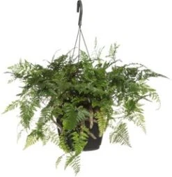 Hazenpootvaren In Hangpot (Humata Tyermannii 'Bunny') D 17 H 35 Cm