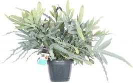 Blauwvaren In Hangpot (Phlebodium Aureum 'Blue Star') D 17 H 40 Cm 3 Blauwvaren In Hangpot (Phlebodium Aureum 'Blue Star') D 17 H 40 Cm