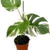 Bonte Gatenplant (Monstera Deliciosa 'Variegata') D 17 H 60 Cm 2 Bonte Gatenplant (Monstera Deliciosa 'Variegata') D 17 H 60 Cm -Groene Bloom Winkel 8720196752409