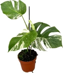 Bonte Gatenplant (Monstera Deliciosa 'Variegata') D 17 H 60 Cm