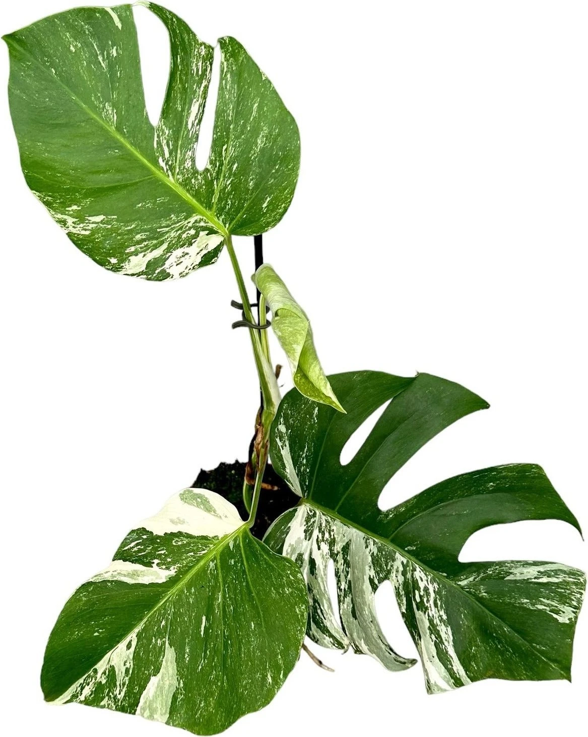 Bonte Gatenplant (Monstera Deliciosa 'Variegata') D 17 H 60 Cm 4 Bonte Gatenplant (Monstera Deliciosa 'Variegata') D 17 H 60 Cm - Afbeelding 2