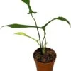 Philodendron (Philodendron Joepii) D 17 H 30 Cm 1 Philodendron (Philodendron Joepii) D 17 H 30 Cm -Groene Bloom Winkel 8720196752423