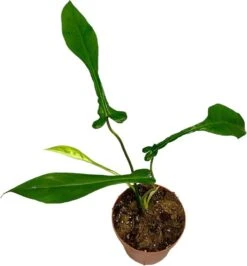 Philodendron (Philodendron Joepii) D 17 H 30 Cm 5 Philodendron (Philodendron Joepii) D 17 H 30 Cm -Groene Bloom Winkel 8720196752423 2