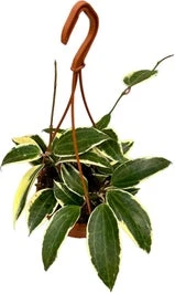 Wasbloem In Hangpot (Hoya 'Macrophylla') D 14 H 14 Cm