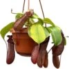 Bekerplant In Hangpot (Nepenthes Alata 'Monkey Jars Rob') D 14 H 47 Cm 2 Bekerplant In Hangpot (Nepenthes Alata 'Monkey Jars Rob') D 14 H 47 Cm -Groene Bloom Winkel 8720196752973