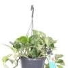 Drakenklimop In Hangpot (Epipremnum Pinnatum 'Marble Queen') D 17 H 17,5 Cm -Groene Bloom Winkel 8720196753390