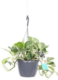 Drakenklimop In Hangpot (Epipremnum Pinnatum 'Marble Queen') D 17 H 17,5 Cm 3 Drakenklimop In Hangpot (Epipremnum Pinnatum 'Marble Queen') D 17 H 17,5 Cm