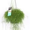 Rotskoraal In Hangpot (Rhipsalis Baccifera 'Cassutha') D 17 H 35 Cm 1 Rotskoraal In Hangpot (Rhipsalis Baccifera 'Cassutha') D 17 H 35 Cm -Groene Bloom Winkel 8720196753512