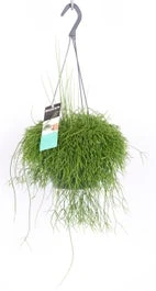 Rotskoraal In Hangpot (Rhipsalis Baccifera 'Cassutha') D 17 H 35 Cm