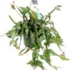 Rotskoraal In Hangpot (Rhipsalis Elliptica) D 17 H 35 Cm 2 Rotskoraal In Hangpot (Rhipsalis Elliptica) D 17 H 35 Cm -Groene Bloom Winkel 8720196753536