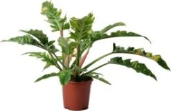 Philodendron (Philodendron 'Ring Of Fire') D 19 H 58 Cm