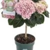Hortensia Op Stam (Hydrangea Macrophylla 'Magical Revolution') Roze D 14 H 45 Cm 1 Hortensia Op Stam (Hydrangea Macrophylla 'Magical Revolution') Roze D 14 H 45 Cm -Groene Bloom Winkel 8720196756964