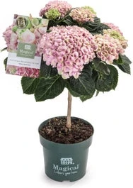Hortensia Op Stam (Hydrangea Macrophylla 'Magical Revolution') Roze D 14 H 45 Cm