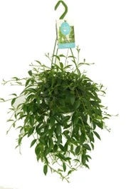 Codonanthe In Hangpot (Codonanthe Crassifolia) D 14 H 35 Cm