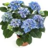 Hortensia (Hydrangea Macrophylla 'Early Blue') D 14 H 40 Cm 1 Hortensia (Hydrangea Macrophylla 'Early Blue') D 14 H 40 Cm -Groene Bloom Winkel 8720196757466