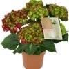 Hortensia (Hydrangea Macrophylla 'Hot Red') D 14 H 40 Cm 2 Hortensia (Hydrangea Macrophylla 'Hot Red') D 14 H 40 Cm -Groene Bloom Winkel 8720196757503