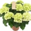 Hortensia (Hydrangea Macrophylla 'Schneeball') D 14 H 40 Cm 2 Hortensia (Hydrangea Macrophylla 'Schneeball') D 14 H 40 Cm -Groene Bloom Winkel 8720196757527