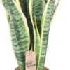 Vrouwentong (Sansevieria Trifasciata 'Futura Superba') D 14 H 45 Cm 1 Vrouwentong (Sansevieria Trifasciata 'Futura Superba') D 14 H 45 Cm -Groene Bloom Winkel 8720196757992