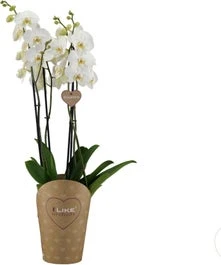 Vlinderorchidee 4 Tak (Phalaenopsis 'Duetto') D 17 H 70 Cm