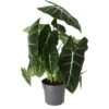Alocasia (Alocasia 'Frydek') D 17 H 50 Cm -Groene Bloom Winkel 8720196762415 0