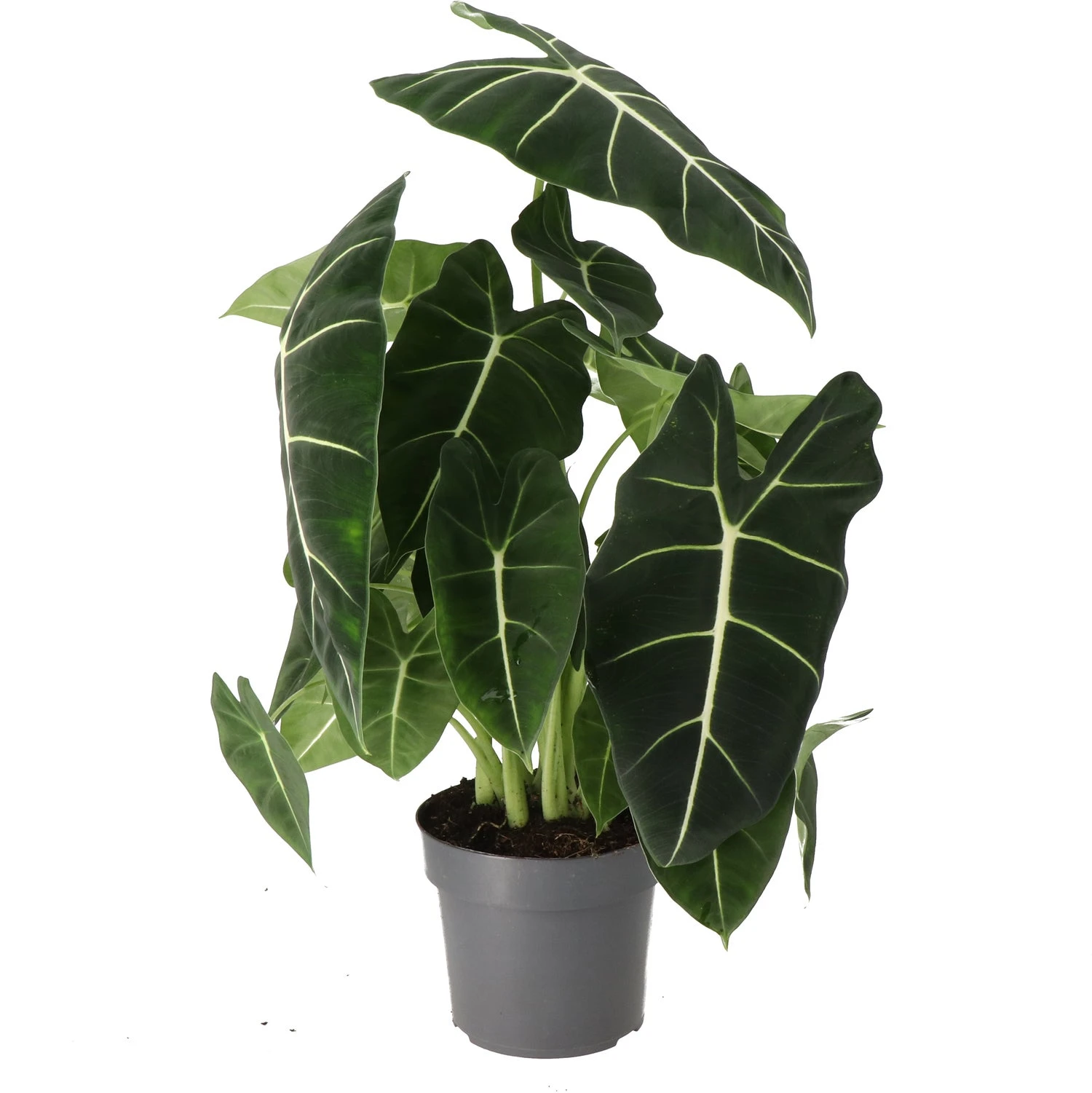 Alocasia (Alocasia 'Frydek') D 17 H 50 Cm 3 Alocasia (Alocasia 'Frydek') D 17 H 50 Cm