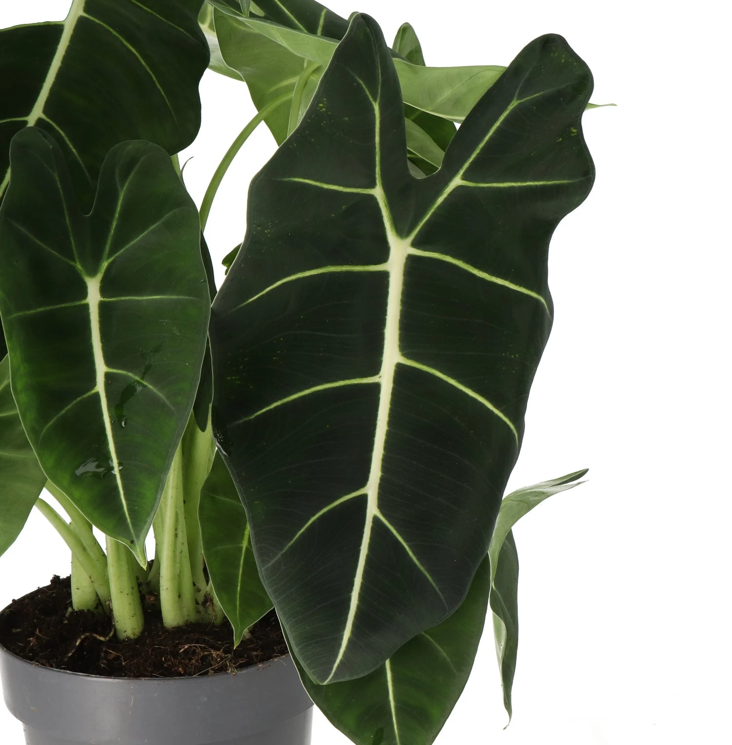Alocasia (Alocasia 'Frydek') D 17 H 50 Cm 4 Alocasia (Alocasia 'Frydek') D 17 H 50 Cm - Afbeelding 2