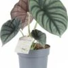 Olifantsoor (Alocasia 'Silver Nebula') D 11 H 35 Cm -Groene Bloom Winkel 8720196767267