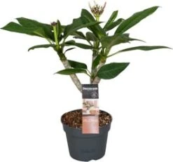 Tempelboom (Plumeria Rubra 'Hawaiian White Pearl') D 17 H 65 Cm