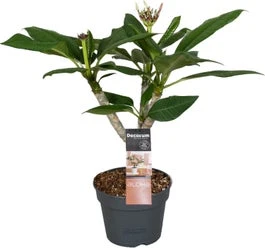 Tempelboom (Plumeria Rubra 'Hawaiian White Pearl') D 17 H 65 Cm 3 Tempelboom (Plumeria Rubra 'Hawaiian White Pearl') D 17 H 65 Cm