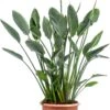 Paradijsvogelbloem (Strelitzia Reginae) D 30 H 62 Cm 2 Paradijsvogelbloem (Strelitzia Reginae) D 30 H 62 Cm -Groene Bloom Winkel 8720196773404