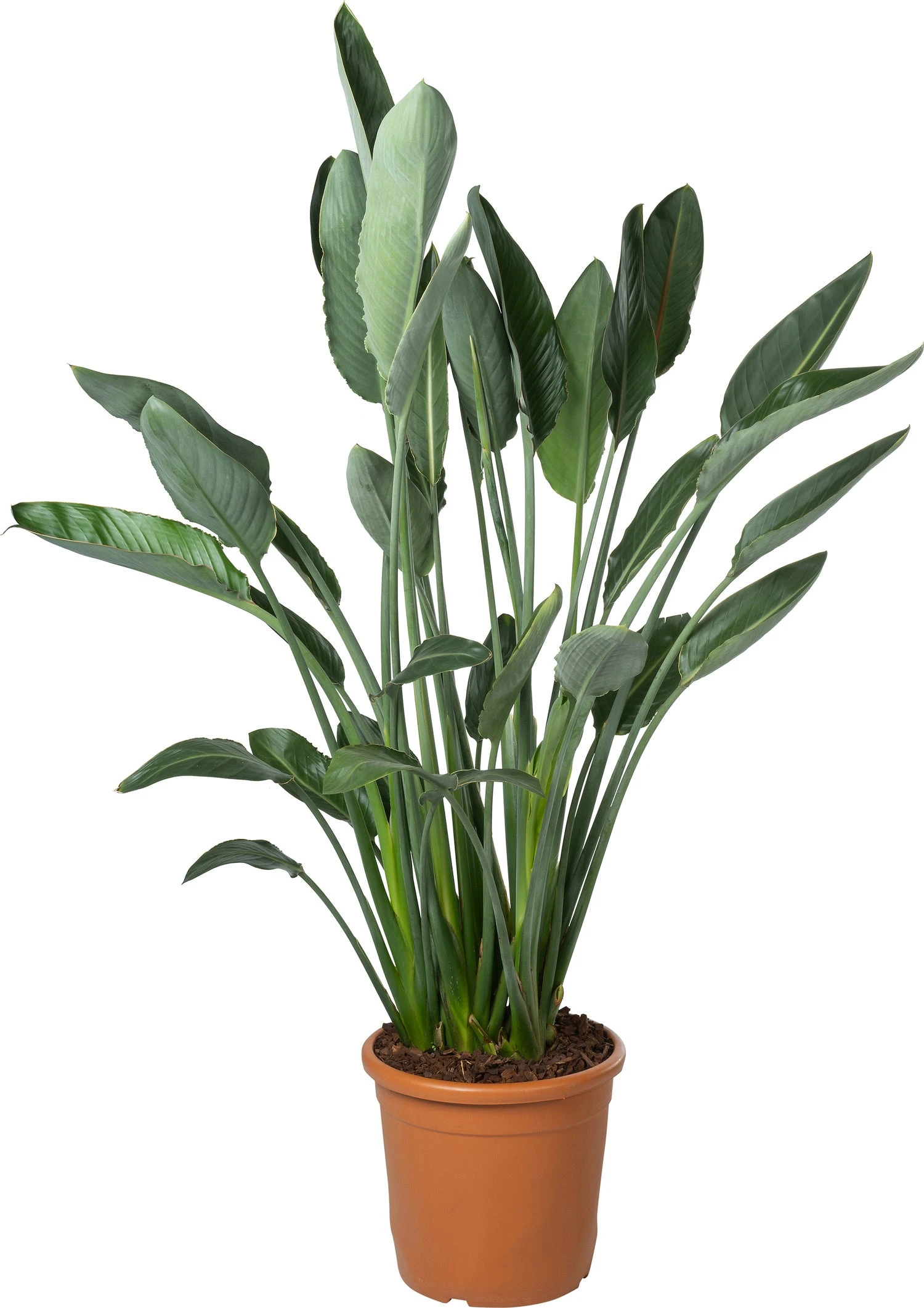 Paradijsvogelbloem (Strelitzia Reginae) D 30 H 62 Cm 4 Paradijsvogelbloem (Strelitzia Reginae) D 30 H 62 Cm - Afbeelding 2