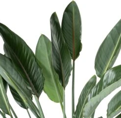 Paradijsvogelbloem (Strelitzia Reginae) D 30 H 62 Cm 7 Paradijsvogelbloem (Strelitzia Reginae) D 30 H 62 Cm -Groene Bloom Winkel 8720196773404 2