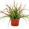 Tillandsia (Tillandsia Flabellata) D 10,5 H 30 Cm 1 Tillandsia (Tillandsia Flabellata) D 10,5 H 30 Cm -Groene Bloom Winkel 8720196773411