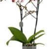 Vlinderorchidee 2 Tak (Phalaenopsis Multiflora 'Red Lips') D 12 H 50 Cm 1 Vlinderorchidee 2 Tak (Phalaenopsis Multiflora 'Red Lips') D 12 H 50 Cm -Groene Bloom Winkel 8720196775569