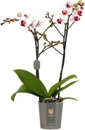 Vlinderorchidee 2 Tak (Phalaenopsis Multiflora 'Red Lips') D 12 H 50 Cm